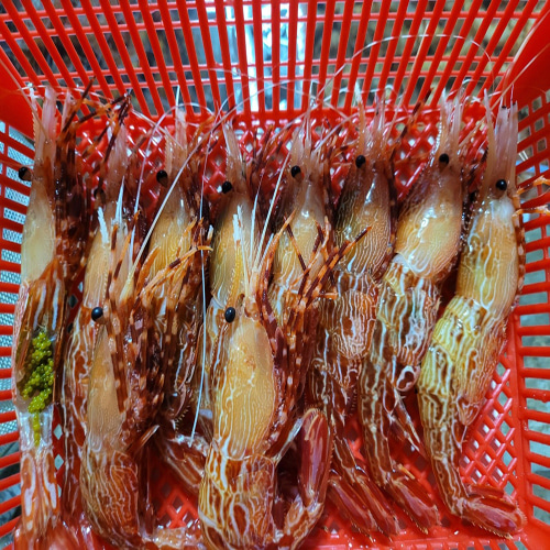 프리미엄 큰 사이즈 자연산 활 독도새우 (닭새우/꽃새우) 500g
